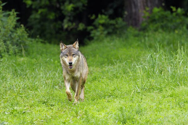 Wölfe und ASP: Achtung Wanderwölfe!