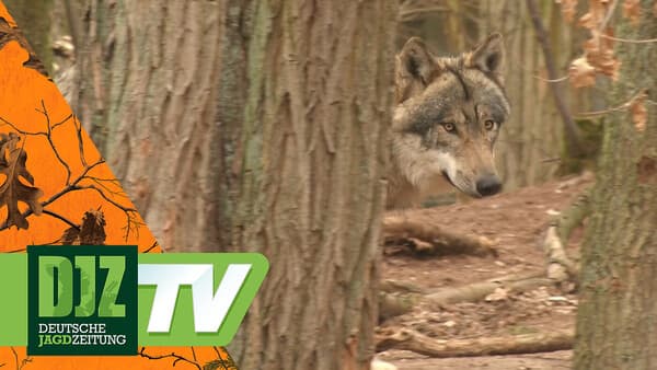 Leben mit dem Wolf, Teil 2
