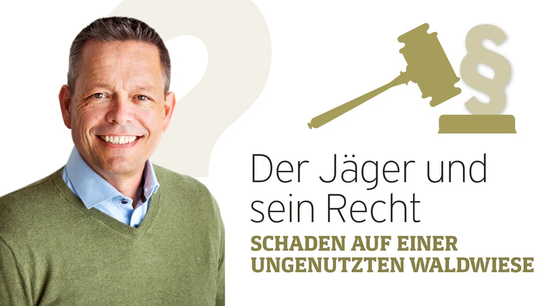 Schaden auf einer ungenutzten Waldwiese