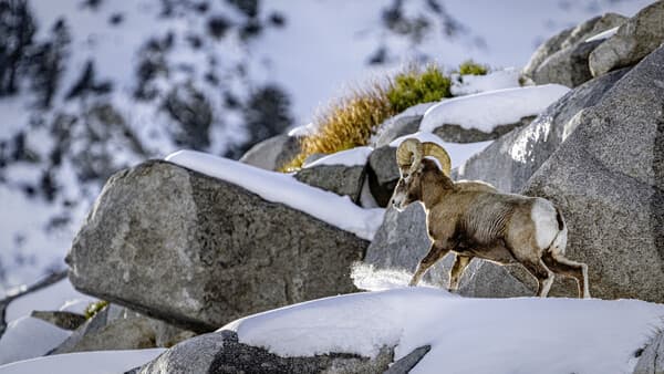 Mit Blackfeet auf Bighorn