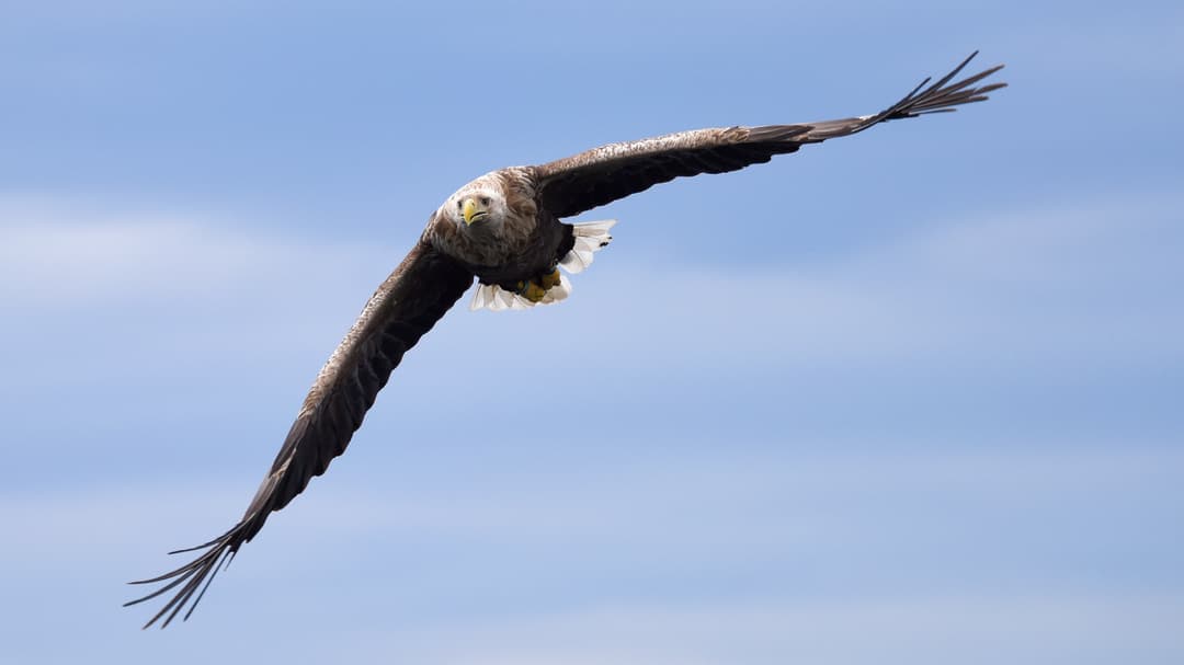 Seeadler im Blick