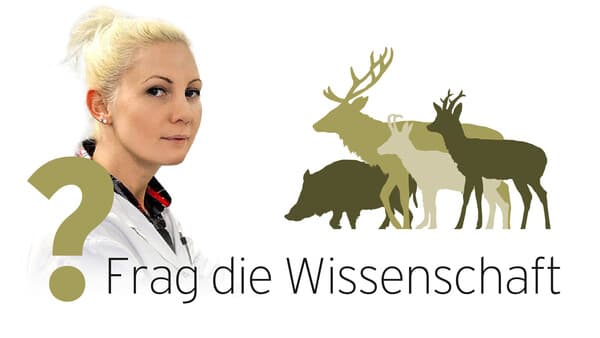 Abszess und Kahlstellen in der Decke