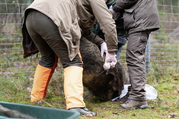 Wenn die ASP zuschlägt