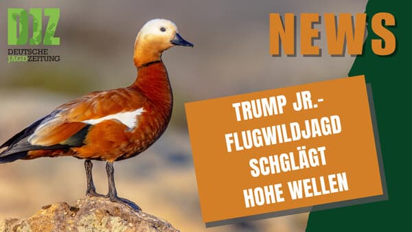 DJZ NEWS 05.02.2025