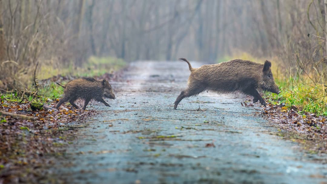 Bache vor Frischling?