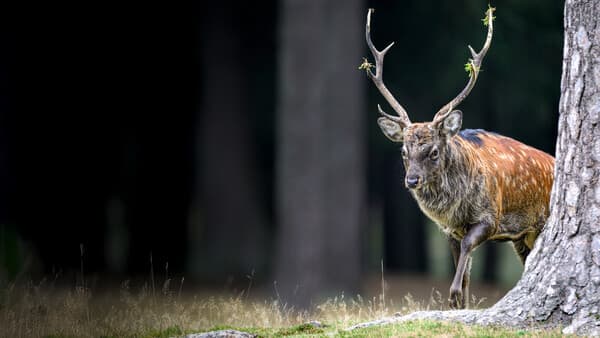 Der unerwünschte Hirschhirsch