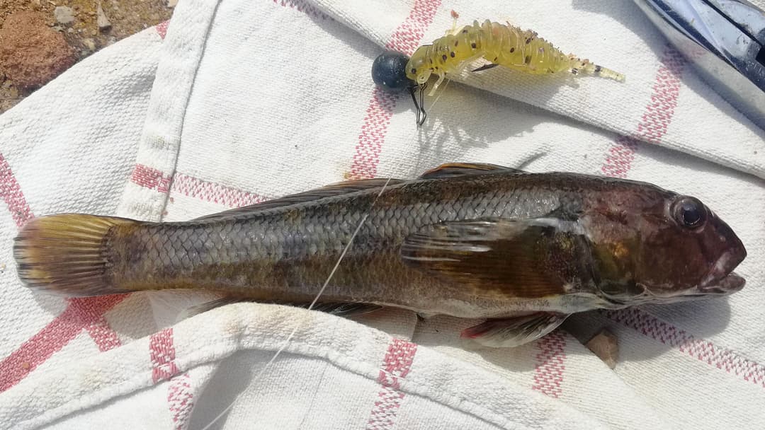 Kleiner Plagegeist ganz groß
