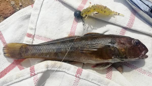 Kleiner Plagegeist ganz groß