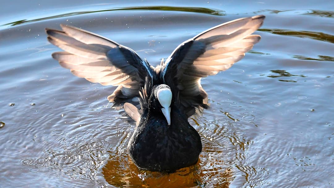 Ein Leben im Wasser