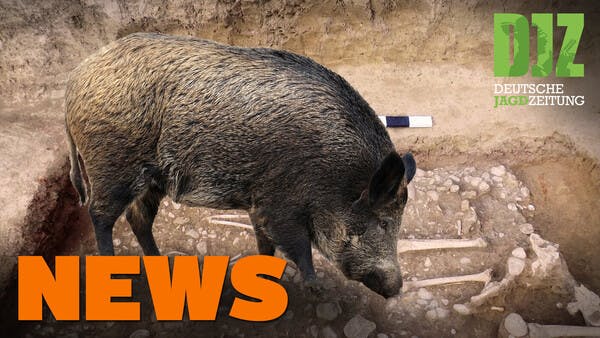 Jäger verhindert Brand, Wildschweine finden Siedlung, Deine Wahl, u.w. - DJZ-News 1/2021