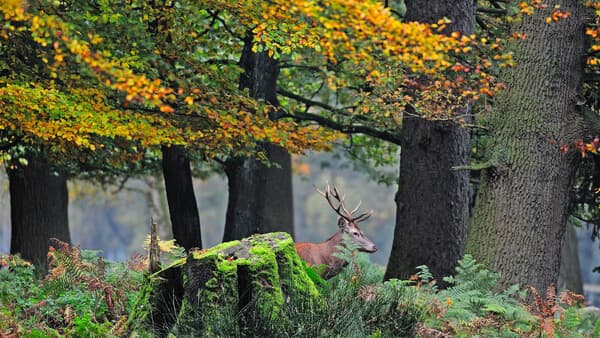 Die Sache mit dem Wald