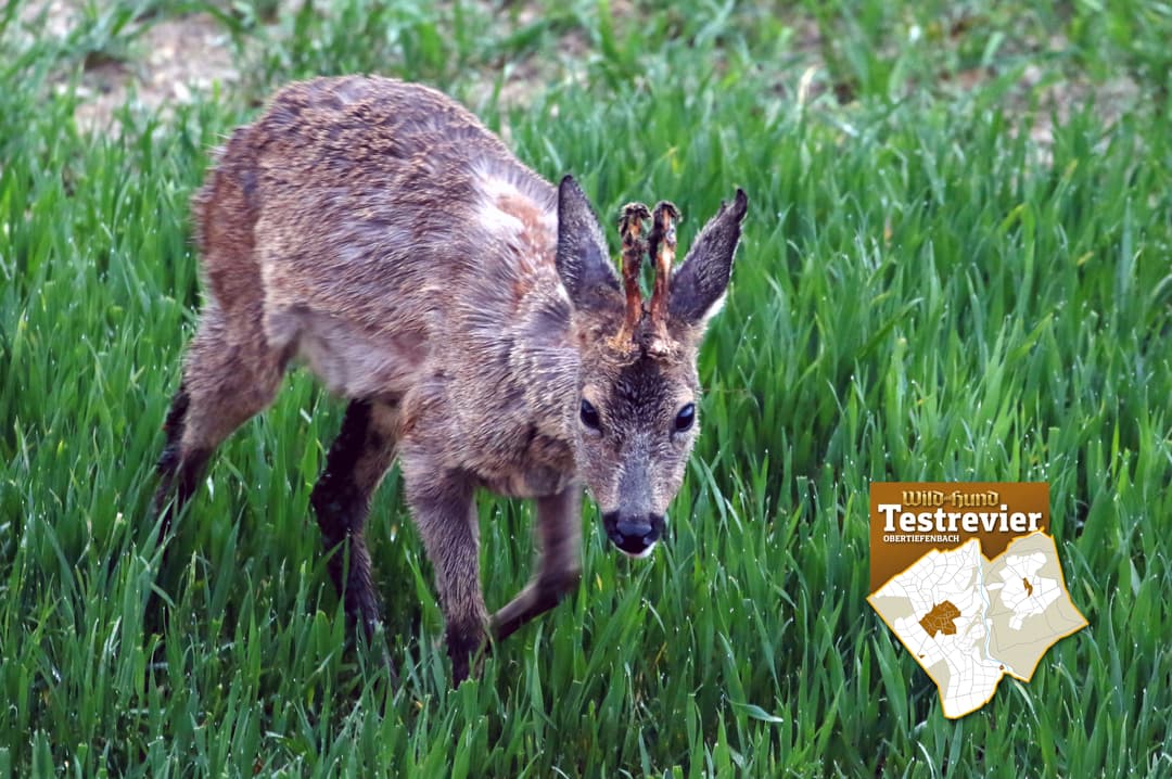 Aus dem WILD UND HUND-Testrevier – Der Alte vom Katzenbuckel