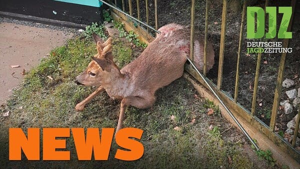 Jagd trotz Ausgangssperre?, verkeilter Rehbock, Lies kritisiert Grüne u.w. - DJZ-News 17/2021