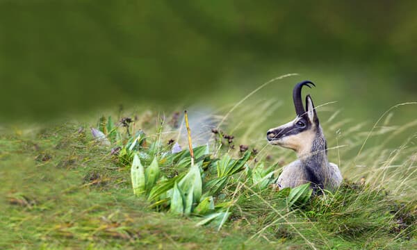 Der Glücksbock