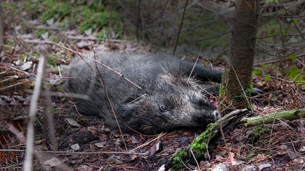 Salmonellen bei Sauen – Arme Sau