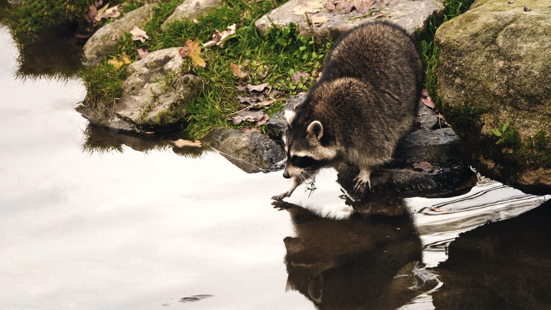 Waschbär und Froschschenkel