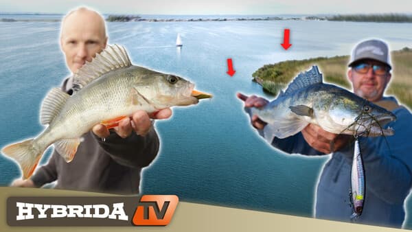 HybridaTV: Das Zoommeer