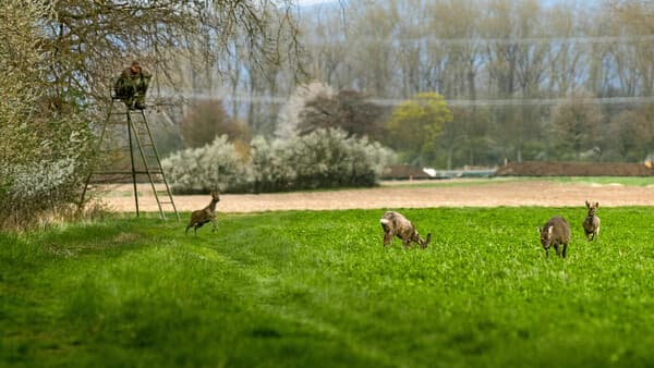 Mehr schießen, mehr Rehe?