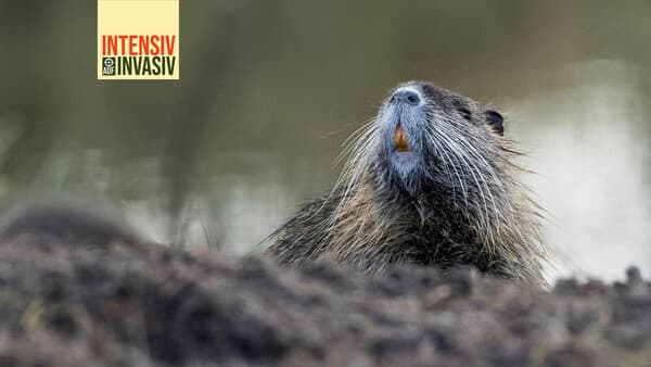 Intensiv auf Invasiv – Die Nutria