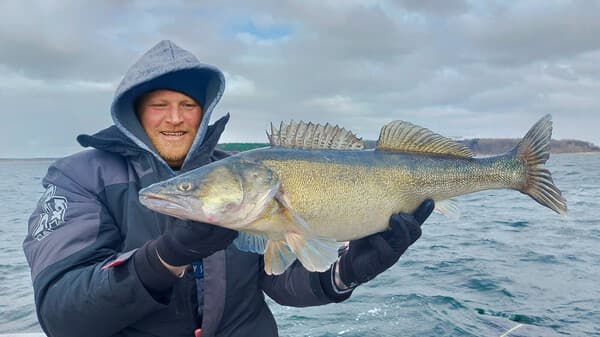 Großzander im Freiwasser