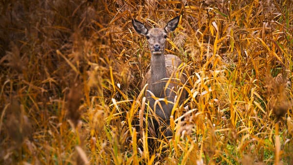 Der Hirsch soll bleiben