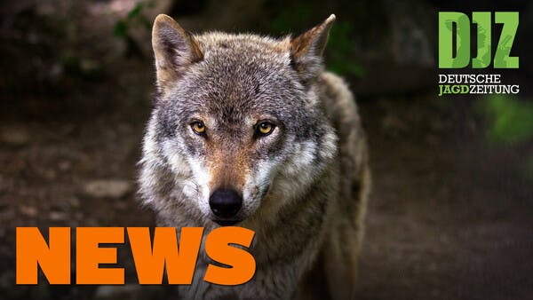 Jägerprüfungen auf Rekordniveau, DJZ im Ahrtal, Wolfs-Update u.w. - DJZ NEWS 2/2022
