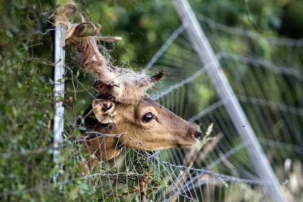 "Tierleid in nicht bekanntem Ausmaß"