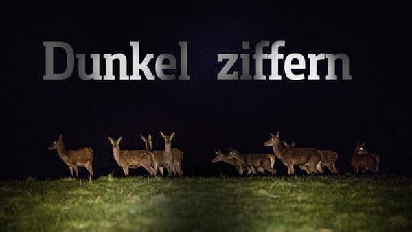 Schalenwildmonitoring, Teil 2 - Rotwild zählen – Dunkelziffern  