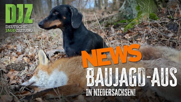Jagdgesetz, Luchs und Rotwild: Das bewegt die Jägerschaft | DJZ-News