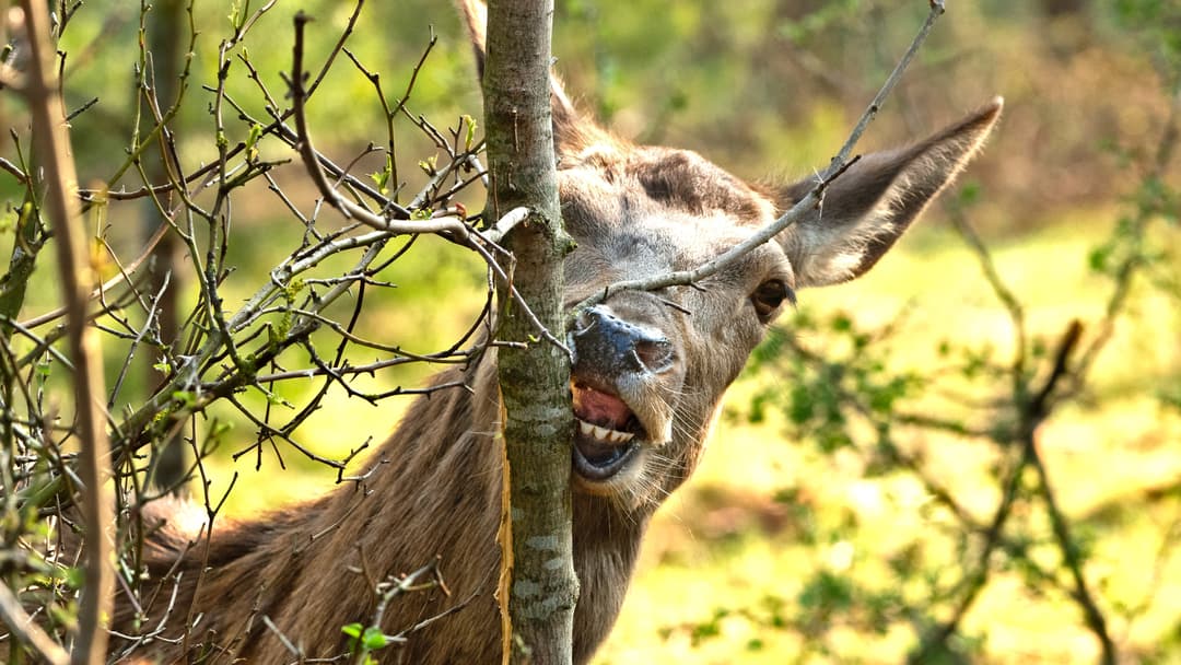 Einfluss der Jagd
