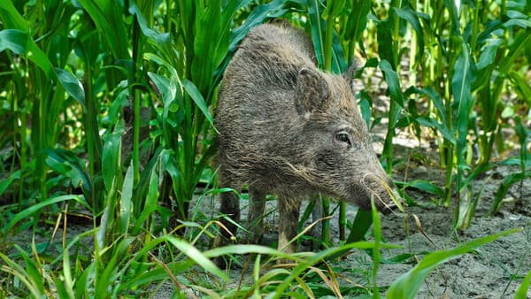 Wie sollte der Wildschadensersatz in großen Maisfeldern geregelt sein?