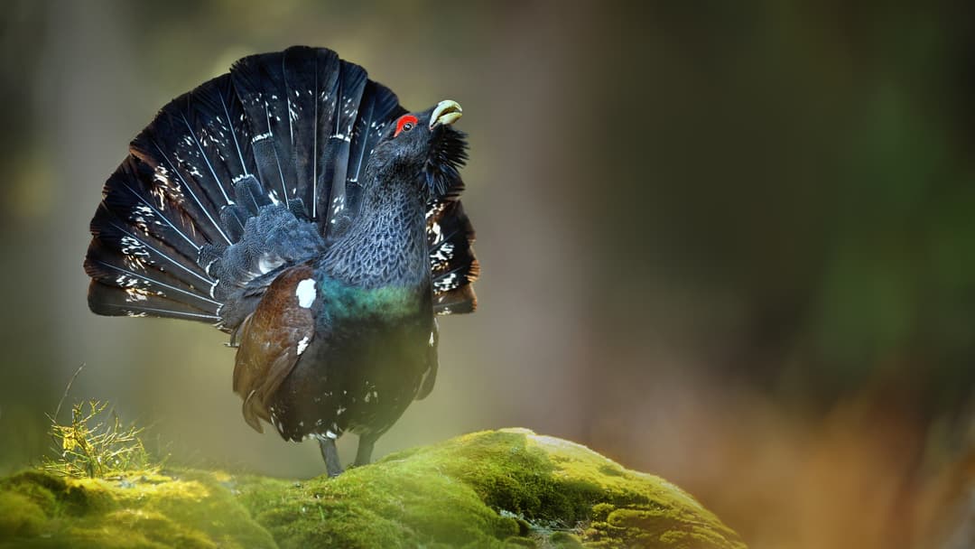 Huhn sucht Hirsch