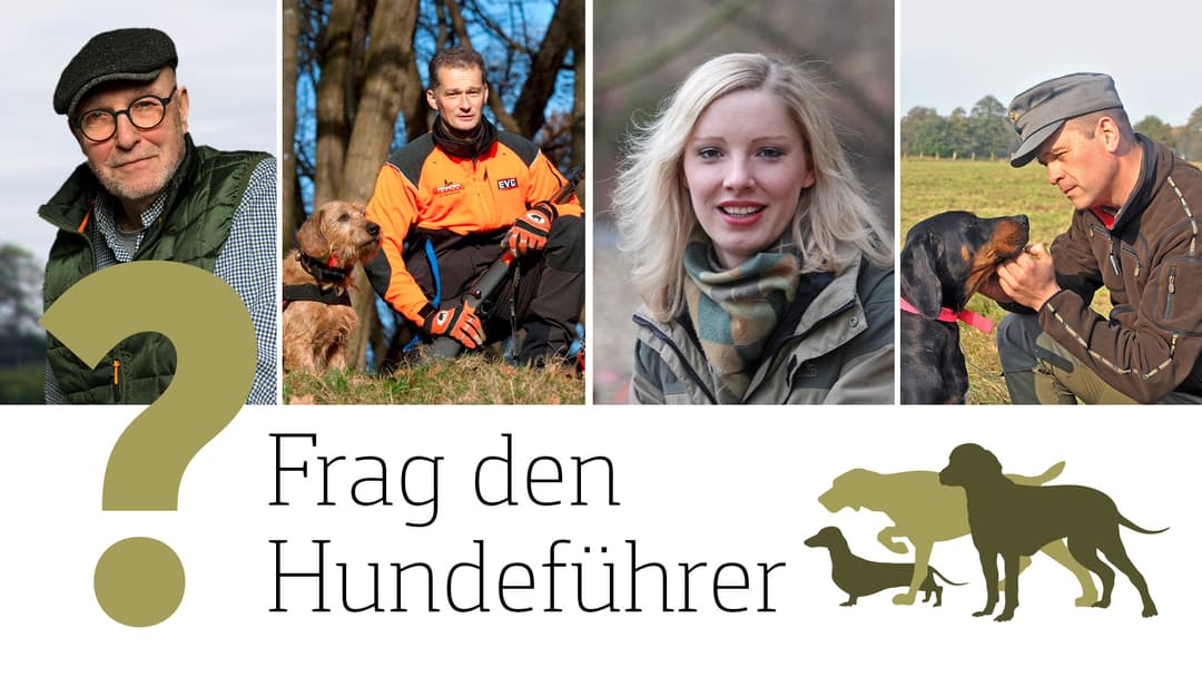 Lungenödem in Drever-Jagdhunden