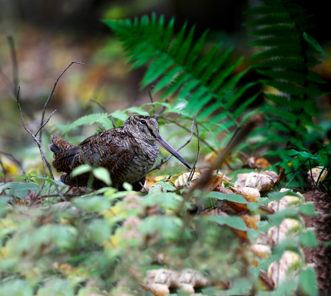 Kleiner Vogel, große Versuchung