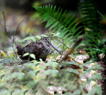 Kleiner Vogel, große Versuchung