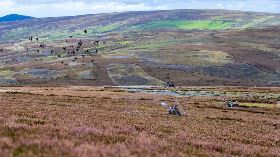 Grouse-Jagd vom Feinsten