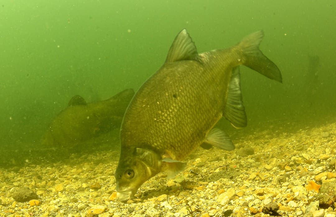 Drogen für Friedfische