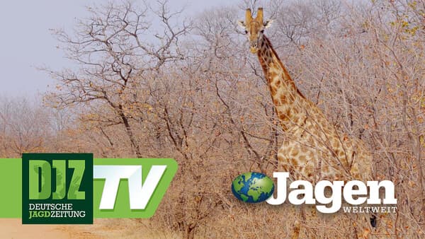 Botswana - Endlich wieder Afrika Teil 1