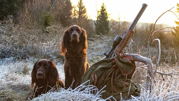 Zwei Hunde = doppelte Arbeit?