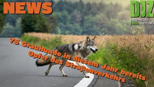 DJZ NEWS 17.07.2024