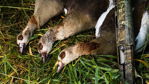 Intensiv auf invasiv – Die Nilgans