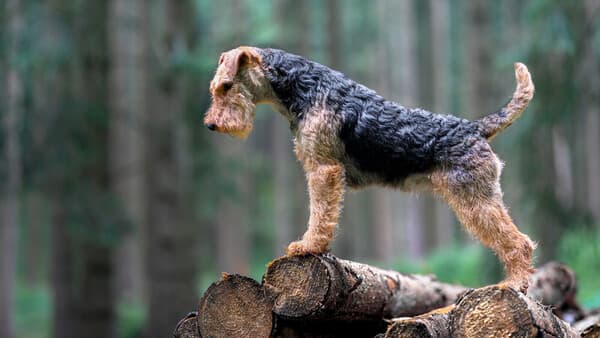 Der Welsh Terrier