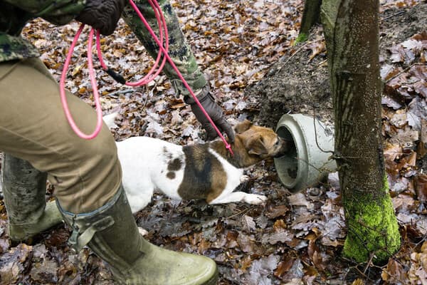 Mit dem Terrier am Fuchs