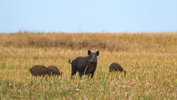 Jagdliche Erntezeit