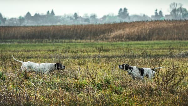 Sekundieren beim Vorstehhund: Erstarren auf einen Blick