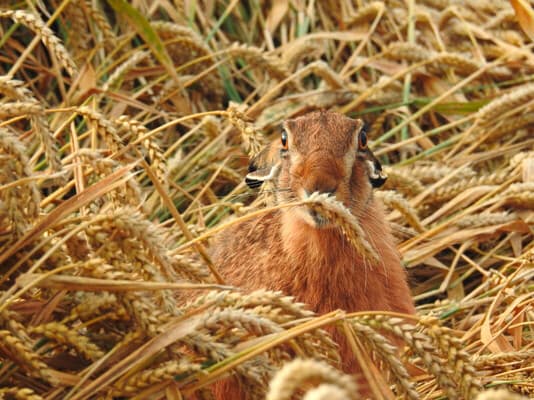 "Schöner wohnen" für Hase und Huhn