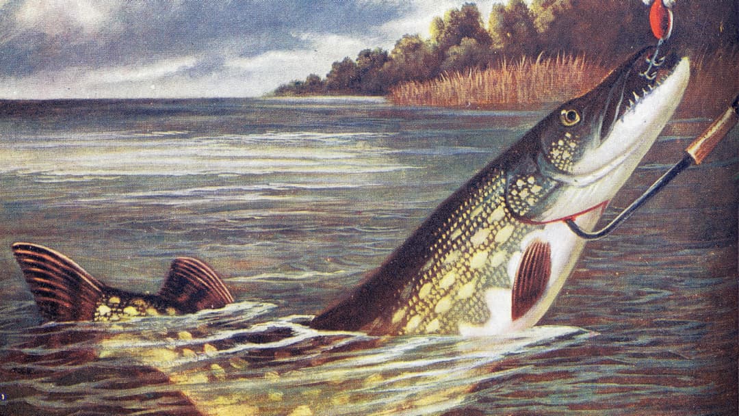 Die Geschichte des Spinnfischens