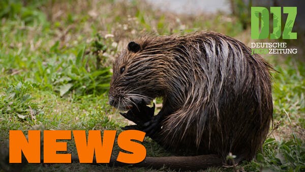 Wölfe verfolgen Reiterin, Tierquäler schlägt Sani, Gamsabschuss gestoppt u.w. - DJZ NEWS 46/2021