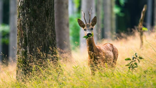 Forstprojekt „WiWaldI“ – Fass ohne Boden