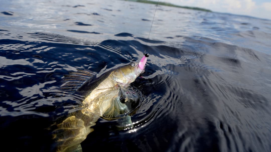 Der Zander-Knaller in Finnland